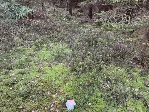 Prodej lesa, Havlovice, 13402 m2