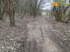 Prodej lesa, Diváky, 6415 m2