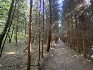 Prodej lesa, Lánov - Horní Lánov, 11269 m2