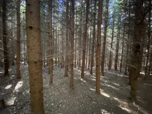 Prodej lesa, Lánov - Horní Lánov, 11269 m2