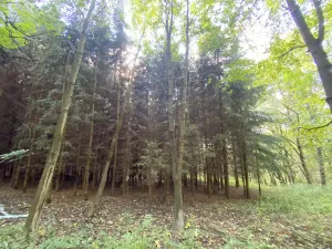 Prodej lesa, Lánov - Horní Lánov, 11269 m2