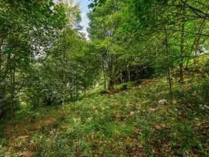 Prodej louky, Bedřichov, 5250 m2