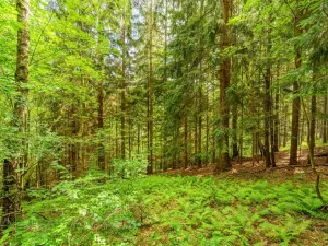 Prodej louky, Víchová nad Jizerou, 1867 m2