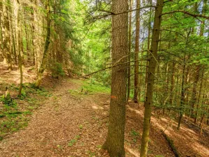 Prodej louky, Víchová nad Jizerou, 1867 m2