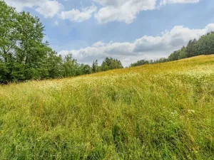Prodej louky, Víchová nad Jizerou, 1739 m2