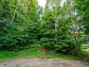 Prodej lesa, Nová Ves nad Nisou, 5031 m2