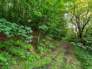 Prodej lesa, Nová Ves nad Nisou, 5031 m2