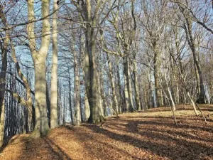 Prodej lesa, Vsetín, Semetín, 96946 m2