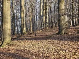 Prodej lesa, Vsetín, Semetín, 96946 m2