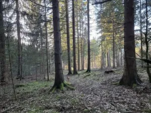 Prodej lesa, Vsetín, Semetín, 96946 m2