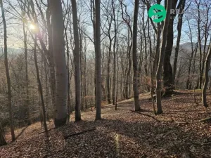 Prodej lesa, Vsetín, Semetín, 96946 m2