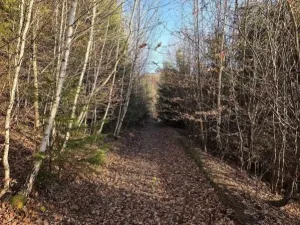 Prodej lesa, Vsetín, Semetín, 96946 m2