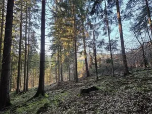 Prodej lesa, Vsetín, Semetín, 96946 m2