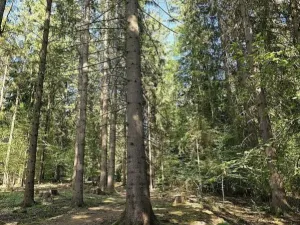 Prodej lesa, Vsetín, Semetín, 96946 m2