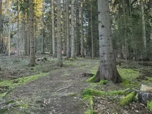 Prodej lesa, Vsetín, Semetín, 96946 m2