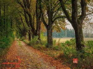 Prodej pozemku pro bydlení, Čavisov, 927 m2