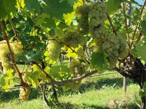 Prodej sadu/vinice, Blučina, 2677 m2