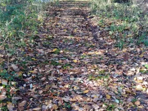 Prodej lesa, Havlíčkův Brod - Suchá, 3895 m2