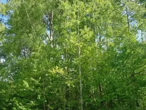 Prodej lesa, Vyskytná, 2174 m2