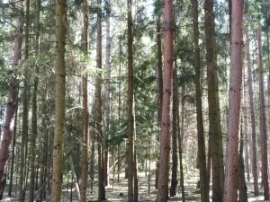 Prodej lesa, Bítouchov, 100105 m2