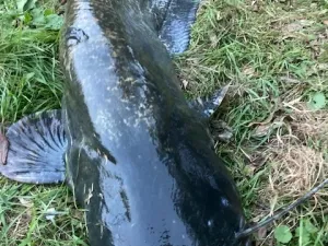 Prodej rybníku, Křivsoudov, 26509 m2