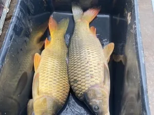 Prodej rybníku, Křivsoudov, 26509 m2