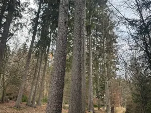 Prodej lesa, Petrovice II, 11117 m2