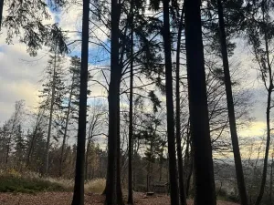 Prodej lesa, Petrovice II, 11117 m2