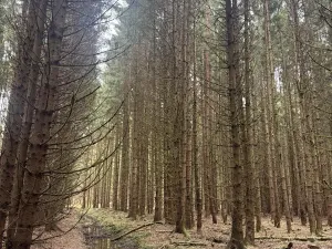 Prodej lesa, Dvory nad Lužnicí, 3483 m2