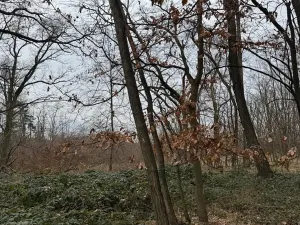 Prodej podílu lesa, Lesonice, 6189 m2