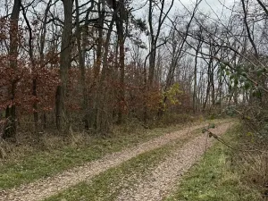 Prodej podílu lesa, Lesonice, 6189 m2