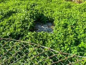 Prodej pozemku pro bydlení, Janov, 1176 m2