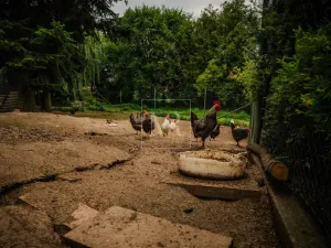 Prodej rodinného domu, Sulice - Želivec, Hlavní, 370 m2