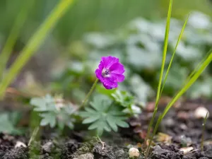 Prodej bytu 3+1, Petřvald, Nová, 79 m2