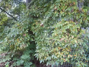 Dražba rodinného domu, Nové Syrovice, 474 m2