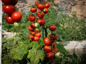 Prodej zemědělské usedlosti, Bžany, 240 m2