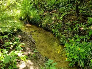 Prodej lesa, Hlubočky, 6680 m2