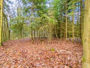 Prodej lesa, Chudenice, 7475 m2