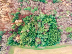 Prodej lesa, Chudenice, 7475 m2