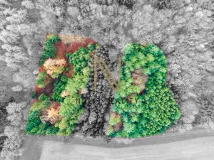 Prodej lesa, Chudenice, 7475 m2