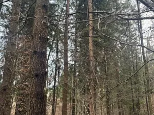 Prodej podílu lesa, Francova Lhota, 1929 m2