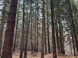 Prodej podílu lesa, Francova Lhota, 1929 m2