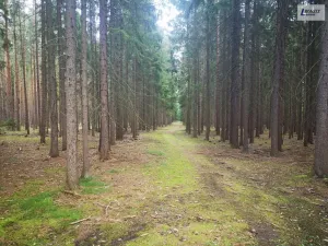 Prodej lesa, Nečín, 59470 m2