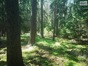 Prodej lesa, Nečín, 59470 m2