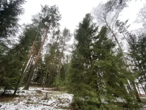 Prodej lesa, Veliny, 4517 m2