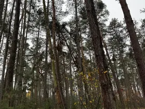 Prodej podílu lesa, Poříčany, 7349 m2