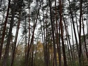 Prodej podílu lesa, Poříčany, 7349 m2