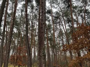 Prodej podílu lesa, Poříčany, 7349 m2