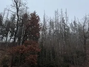 Prodej podílu lesa, Vacov, 23843 m2