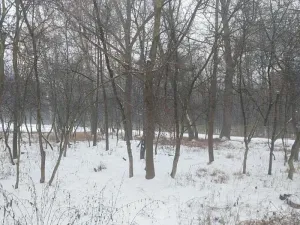 Prodej lesa, Pardubice, 1407 m2